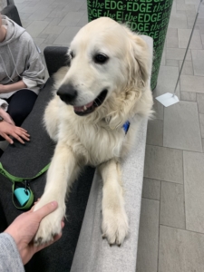 One of the Pets as Therapy dogs holding out a paw