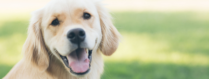 The Edge: Therapy dogs, golden retriever