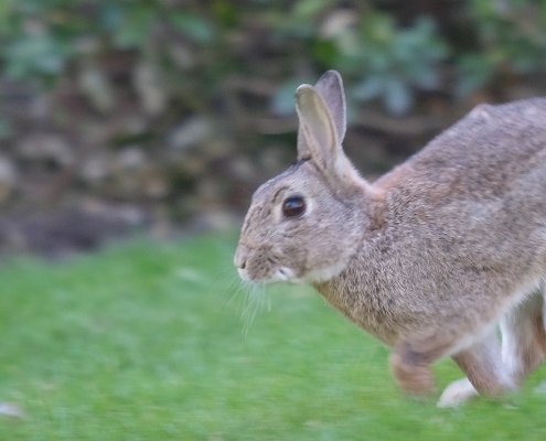 Rabbit jumping across the grass