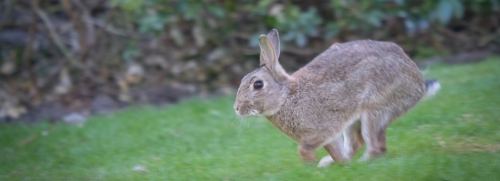 Rabbit jumping across the grass