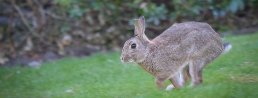 Rabbit jumping across the grass